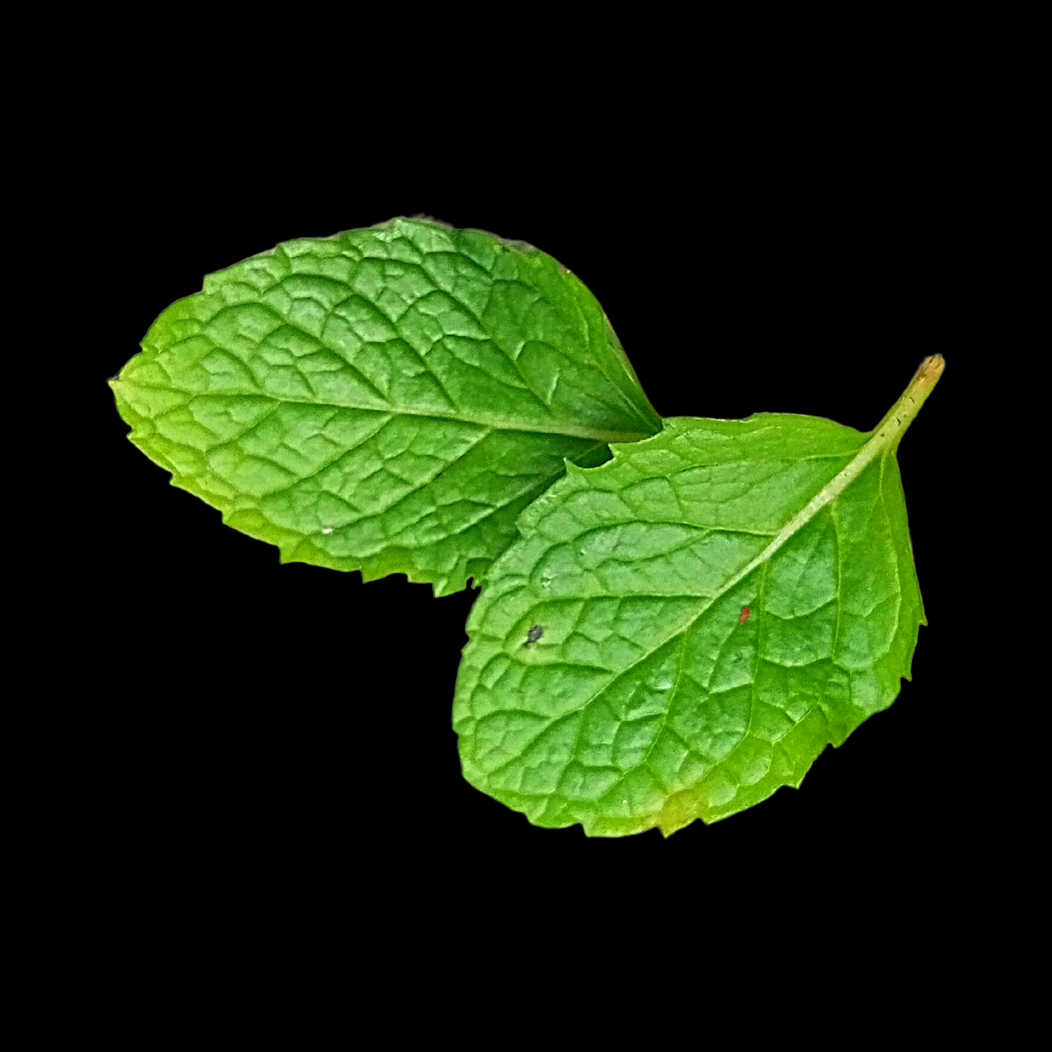 MINTA